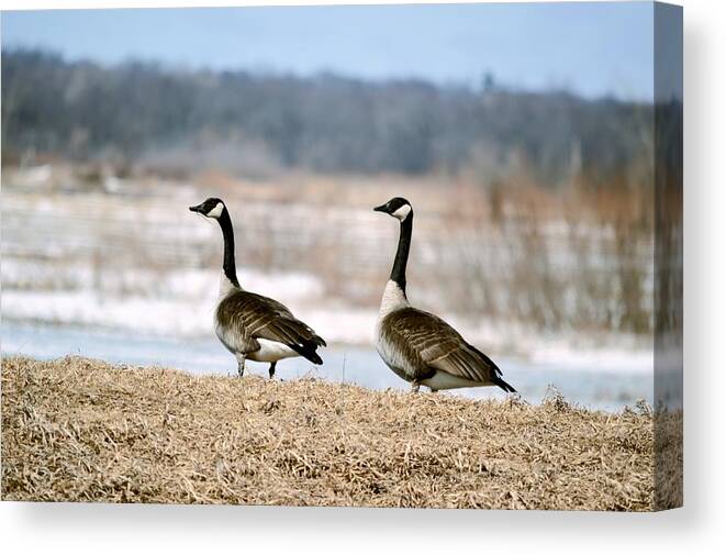 Geese Canvas Print featuring the photograph Waiting On Spring by Bonfire Photography