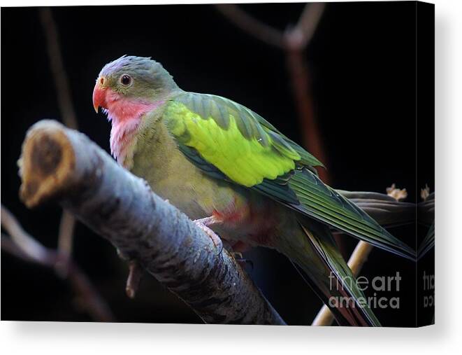 Bird Canvas Print featuring the photograph Waiting by Tonya Hance
