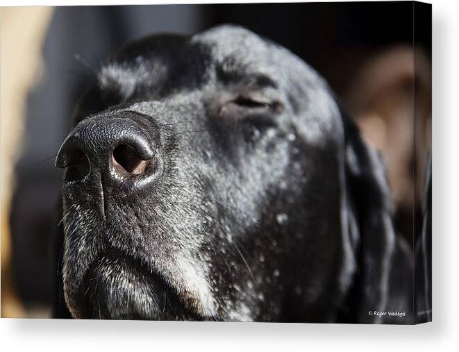 Labrador Retriever Canvas Print featuring the photograph Wake Up and Smell the Coffee by Roger Wedegis