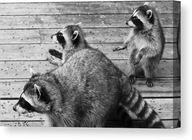 Mammals Canvas Print featuring the photograph Walk Like An Egyptian by Kym Backland