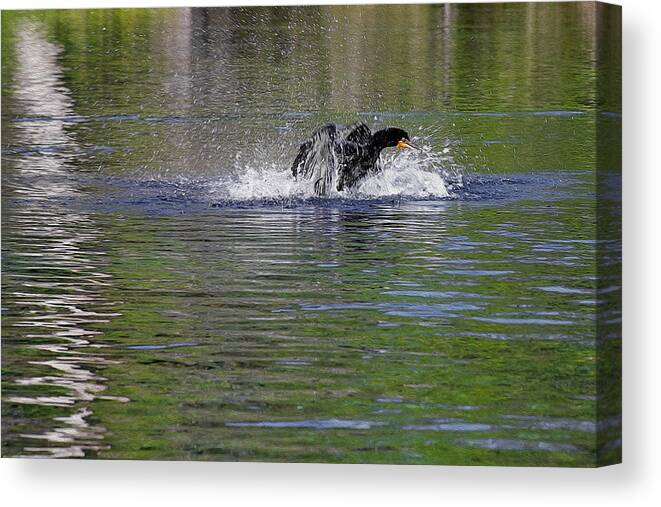 Anhinga Canvas Print featuring the painting Walk on Water - The Anhinga by Alexandra Till