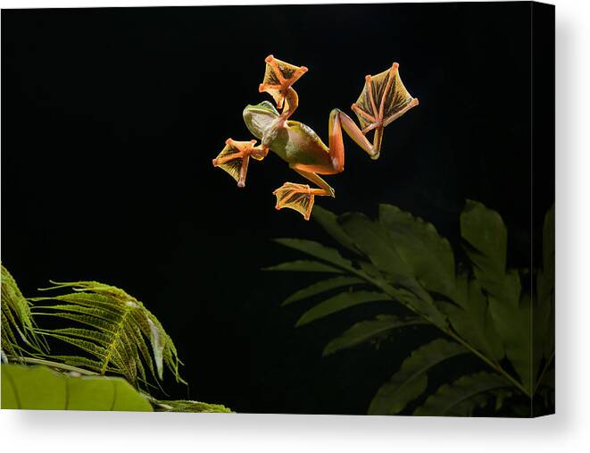 Ch'ien Lee Canvas Print featuring the photograph Wallaces Flying Frog Danum Valley Sabah by Ch'ien Lee