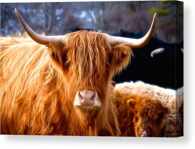 Sunlight Canvas Print featuring the photograph Warming A Side of Beef by Nathan Larson
