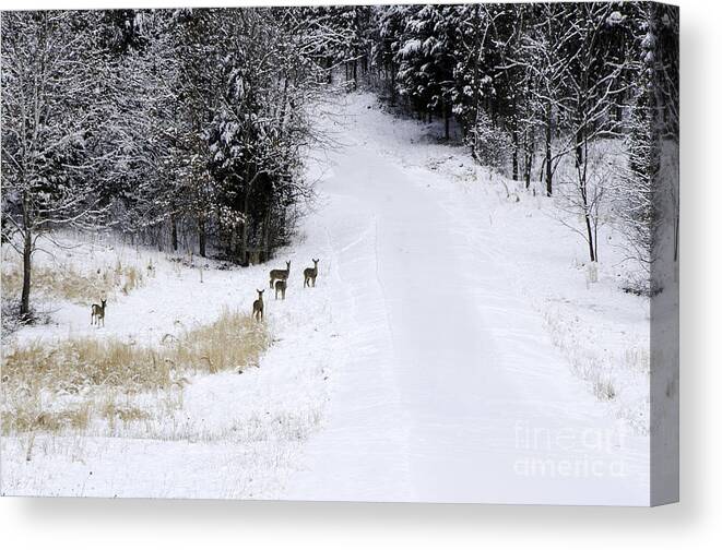 Wild Canvas Print featuring the photograph Wary - Deer by Mary Carol Story