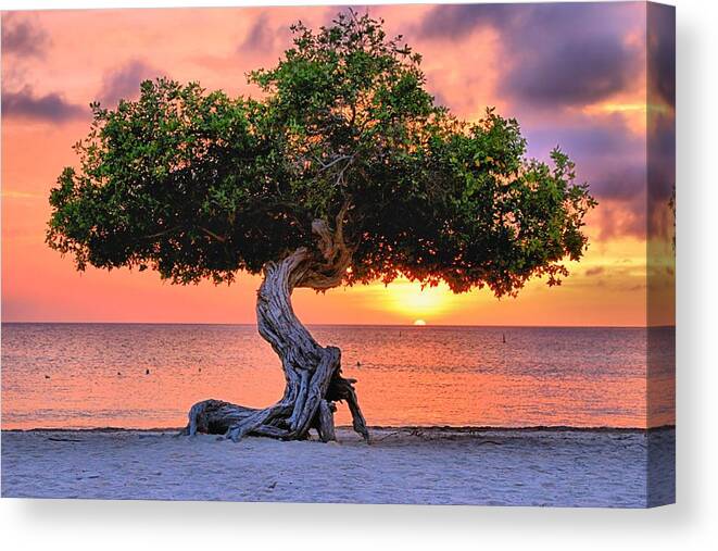 Tree Canvas Print featuring the photograph Watapana Tree - Aruba by DJ Florek