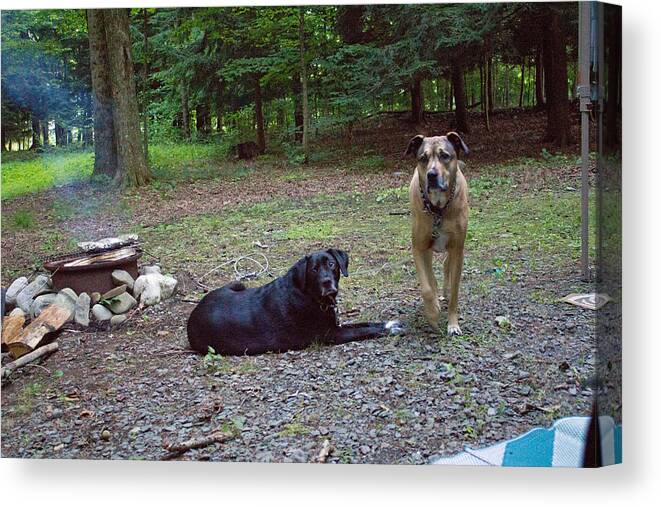 Campsite Canvas Print featuring the photograph Watch dogs by Susan Jensen