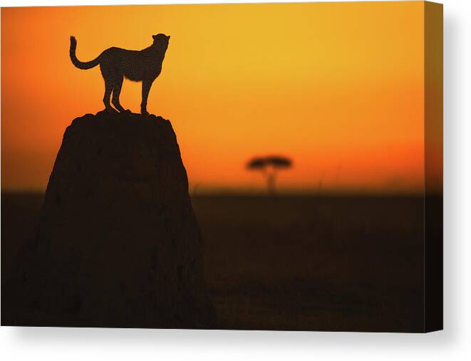 Wild Canvas Print featuring the photograph Watcher by Faisal Alnomas
