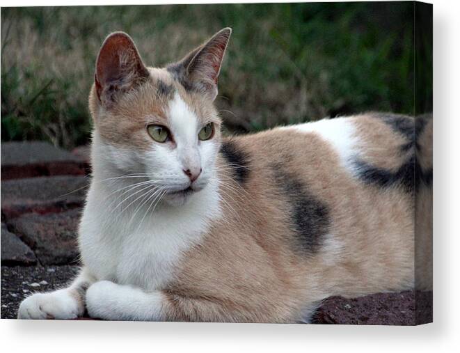 Cat Canvas Print featuring the photograph The Patience of a Cat by Valerie Collins
