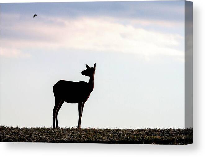 Elk Canvas Print featuring the Watching by Donald J Gray