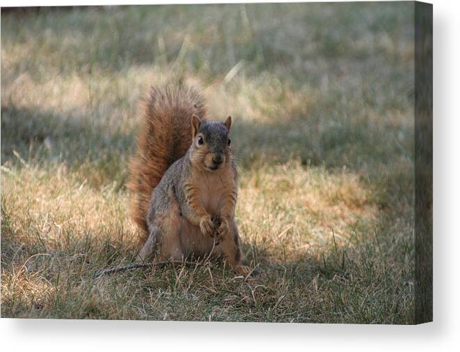 Squirrel Canvas Print featuring the photograph Brown city squirrel watching me by Valerie Collins