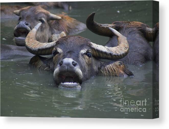 Water Buffalo Canvas Print featuring the photograph Water Buffalo by M Three Photos