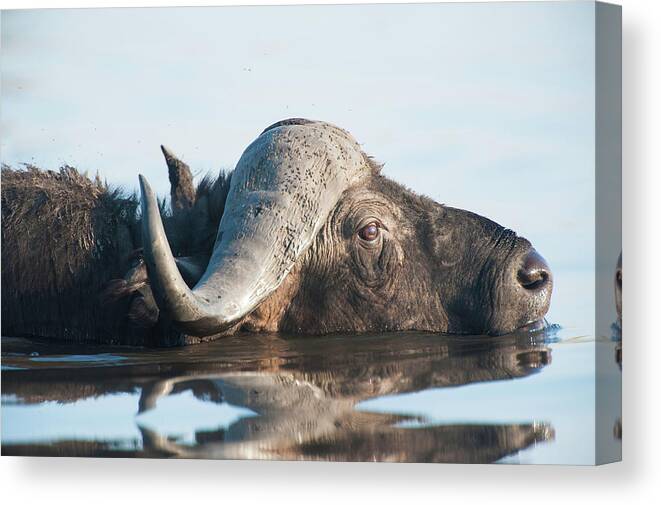 Print Gallery Wrap Canvas Metal Print African Buffalo Water African Animal Photography Wall Decor Home Wall issho-ueno.com