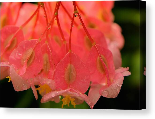 Blooms Canvas Print featuring the photograph Water Droplets I by Kathi Isserman