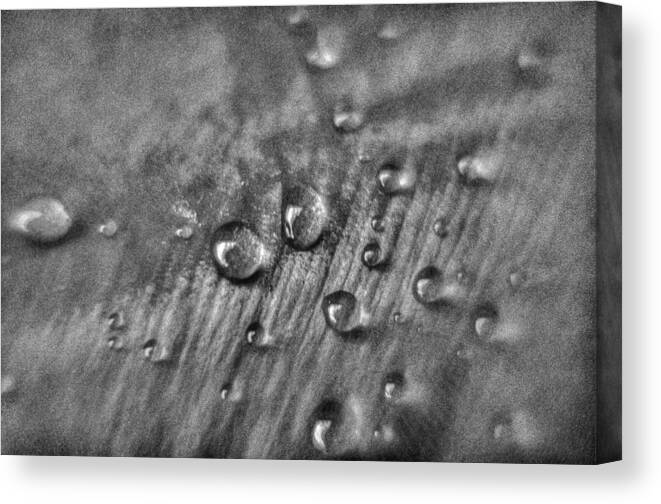 Water Canvas Print featuring the photograph Water Drops by Alex Hiemstra