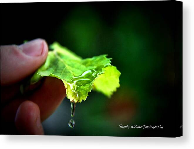 Leaf Canvas Print featuring the photograph Water Drops by Randy Wehner