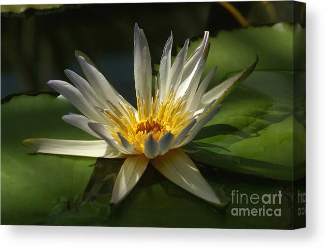 Prott Canvas Print featuring the photograph Water Lily 2 by Rudi Prott