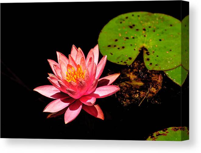 Water Lily Canvas Print featuring the photograph Water Lily by John Johnson