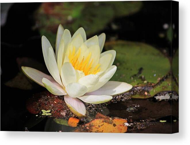 Minimal Canvas Print featuring the photograph Water Lily by Michael Saunders