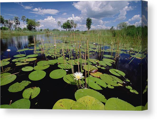 Feb0514 Canvas Print featuring the photograph Water Lily Okavango Delta Botswana by Gerry Ellis
