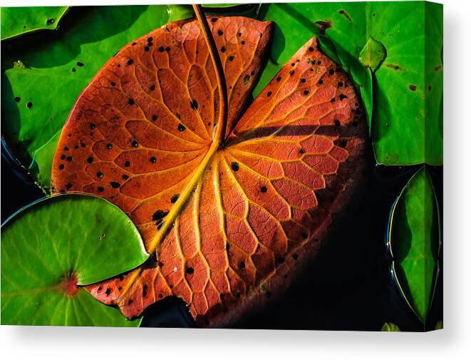 Flowers/plants Canvas Print featuring the photograph Water Lily Pad by Louis Dallara