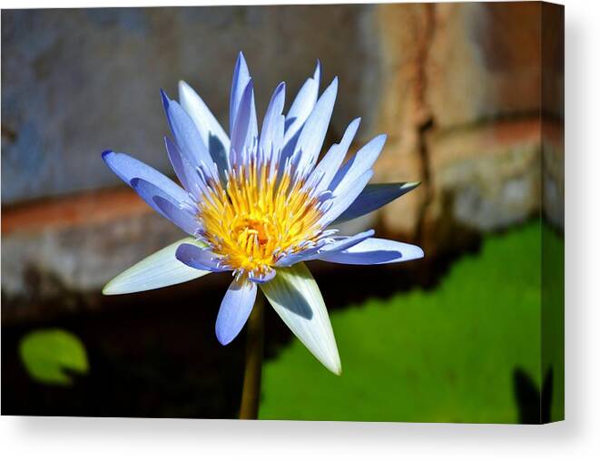 Water Lily; Kirstenbosch Botanical Garden; Cape Town; Table Mountain; Background; Water; Pond; Decorative; Detail; Floral; Flower; South Africa; Canvas Print featuring the photograph Water Lily by Werner Lehmann
