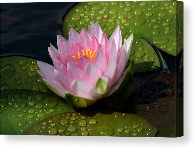 Water Lily Canvas Print featuring the photograph Watery Lily by Doug Norkum