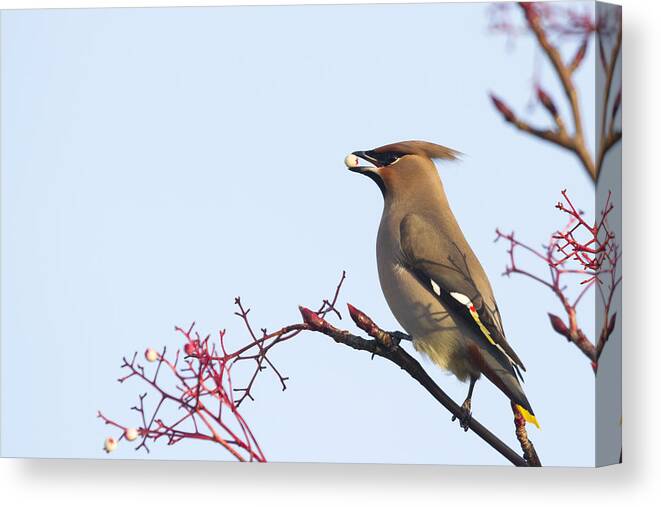 Waxwing Canvas Print featuring the photograph Waxwing by Chris Smith
