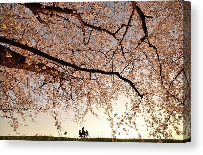 Cherry Blossom Canvas Print featuring the photograph Way Back by 