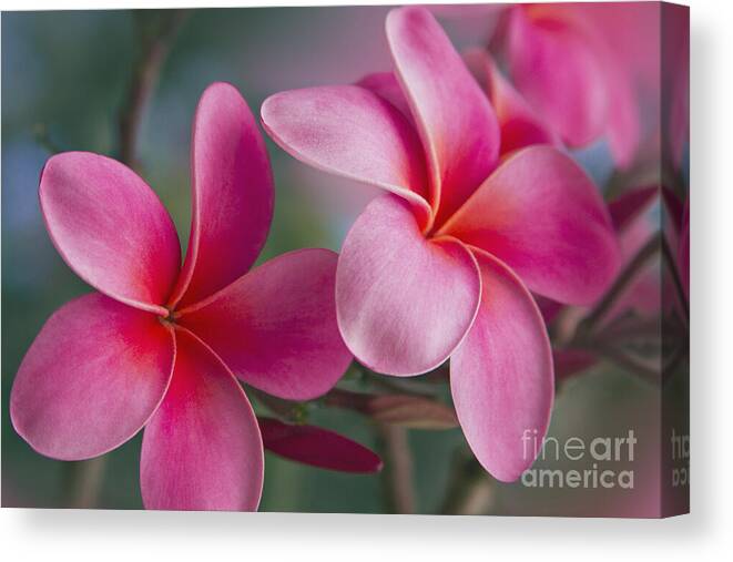 Pink Plumeria Canvas Print featuring the photograph We were together . . . by Sharon Mau