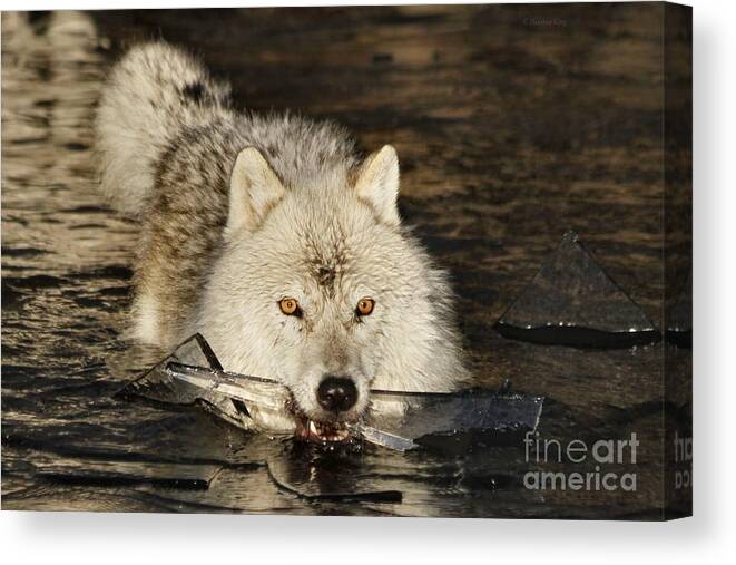 Arctic Wolf Canvas Print featuring the photograph Weapon for a cold war by Heather King