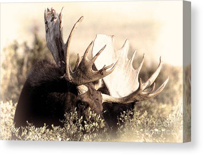 Moose Canvas Print featuring the photograph Wear a Crown by Jim Garrison