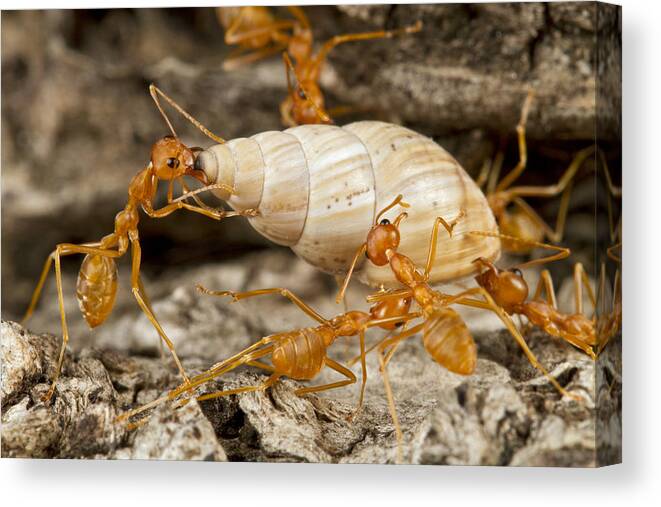 496711 Canvas Print featuring the photograph Weaver Ants Carrying Snail Gorongosa by Piotr Naskrecki