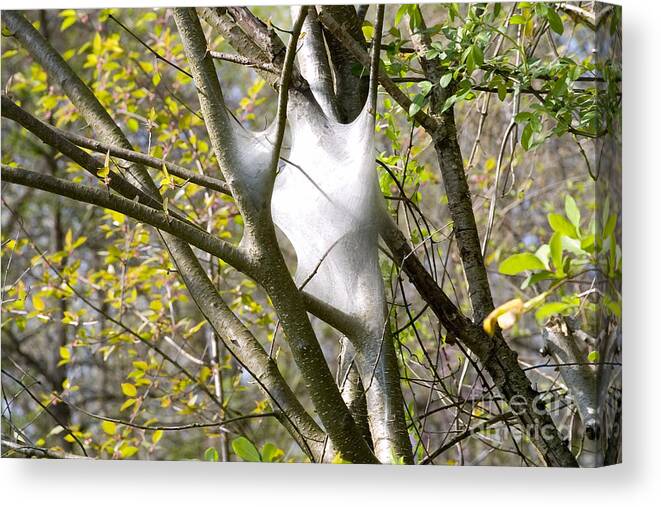 Webs Canvas Print featuring the photograph Webbed Branches by Angelique Bowman