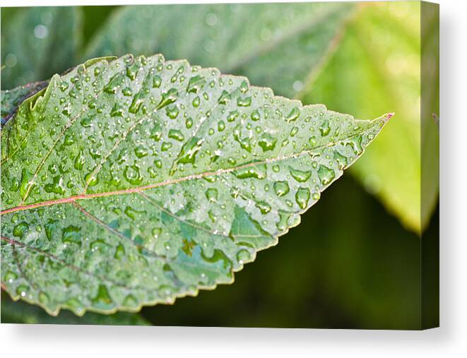 Leaf Canvas Print featuring the photograph Weeping Leaf by John Hoey