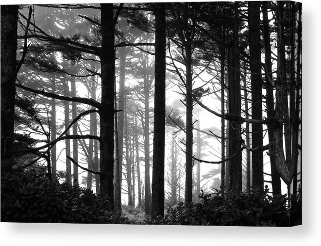 Wikininnish Beach Canvas Print featuring the photograph West Coast Trees by Brian Sereda