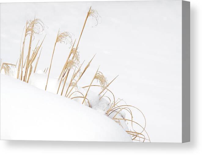Grass Canvas Print featuring the photograph West Falls Winter Grass by Don Nieman