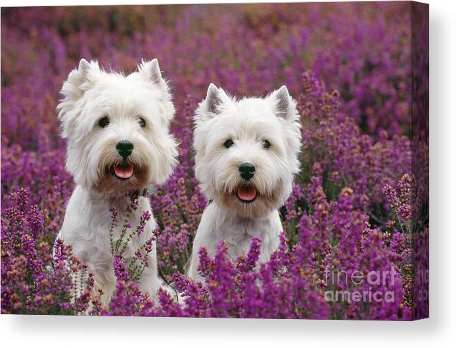 West Highland Terrier Canvas Print featuring the photograph West Highland Terrier Dogs In Heather by John Daniels