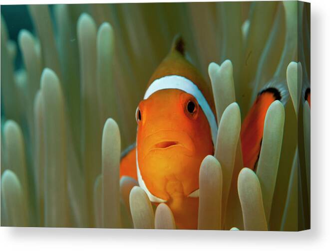 Underwater Canvas Print featuring the photograph Western Clown Anemonefish by M. Gungen Photography