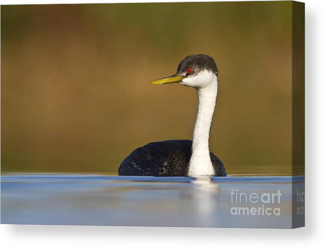 Grebe Canvas Print featuring the photograph Western Grebe on the Lake by Bryan Keil