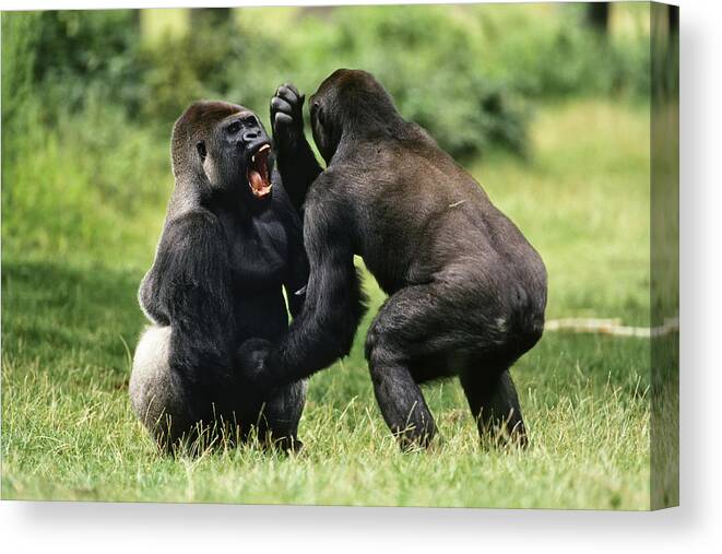 Feb0514 Canvas Print featuring the photograph Western Lowland Gorilla Males Fighting by Konrad Wothe