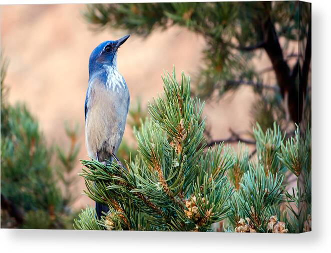 Western Canvas Print featuring the photograph Western Scrub Jay by Nicholas Blackwell