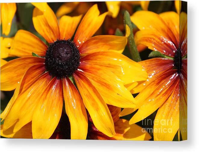 Summer Canvas Print featuring the photograph Black Eyed Susies Shimmer by Cathy Beharriell