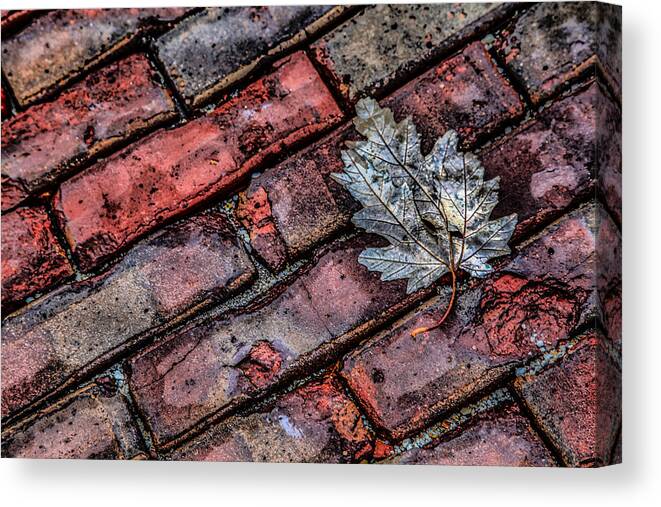 Paving Bricks Canvas Print featuring the photograph Wet Leaf Road by Ray Congrove