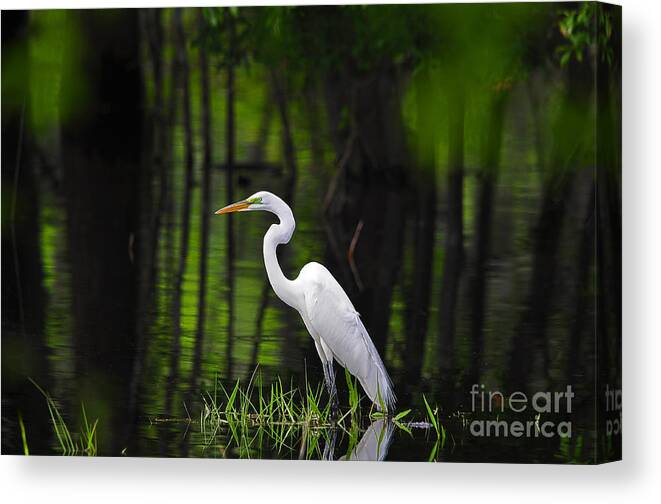 Great Egret Canvas Print featuring the photograph Wetland Wader by Al Powell Photography USA
