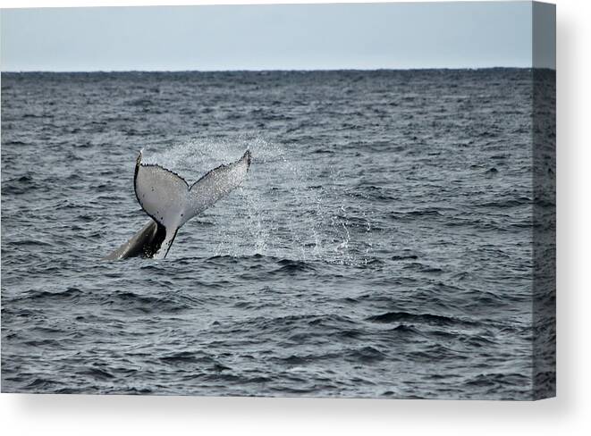 Whale Canvas Print featuring the photograph Whale of a time by Miroslava Jurcik