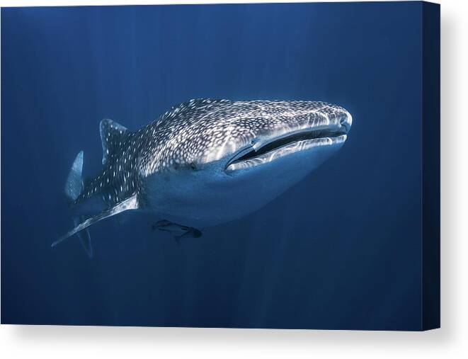 Whale Canvas Print featuring the photograph Whale Shark by Barathieu Gabriel