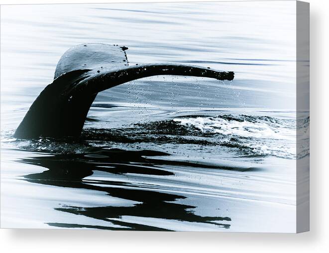 Alaska Canvas Print featuring the photograph Whale Tail by Janet Fikar