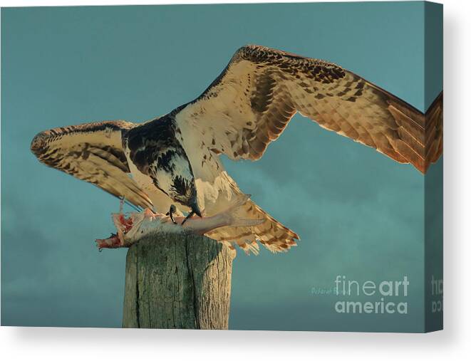 Osprey Canvas Print featuring the photograph What A Meal by Deborah Benoit