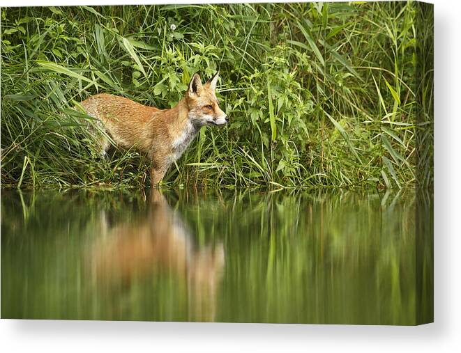 Adult Canvas Print featuring the photograph What Does The Fox See by Roeselien Raimond