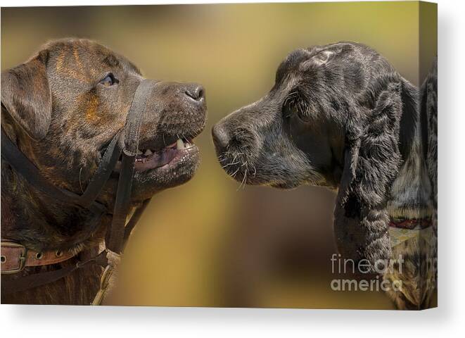 Dog Canvas Print featuring the photograph What Lovely Teeth You Have by Linsey Williams